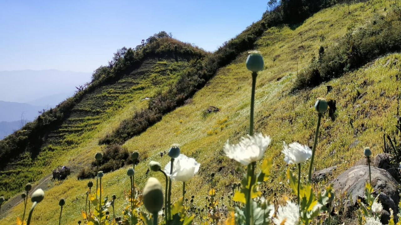 Poppy Fields Spread In Manipur Borderlands