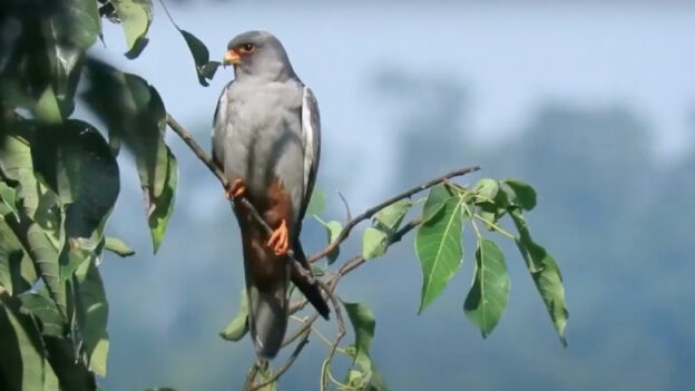 Story of Saving the Amur Falcons in Nagaland