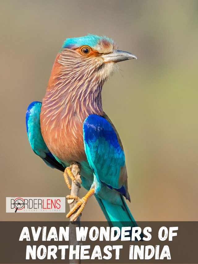 AVIAN WONDERS OF NORTHEAST INDIA