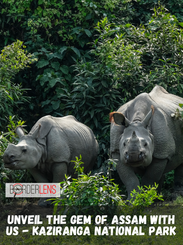 Unveil the gem of Assam with us - Kaziranga National Park