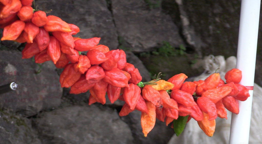 Bhut Jolokia