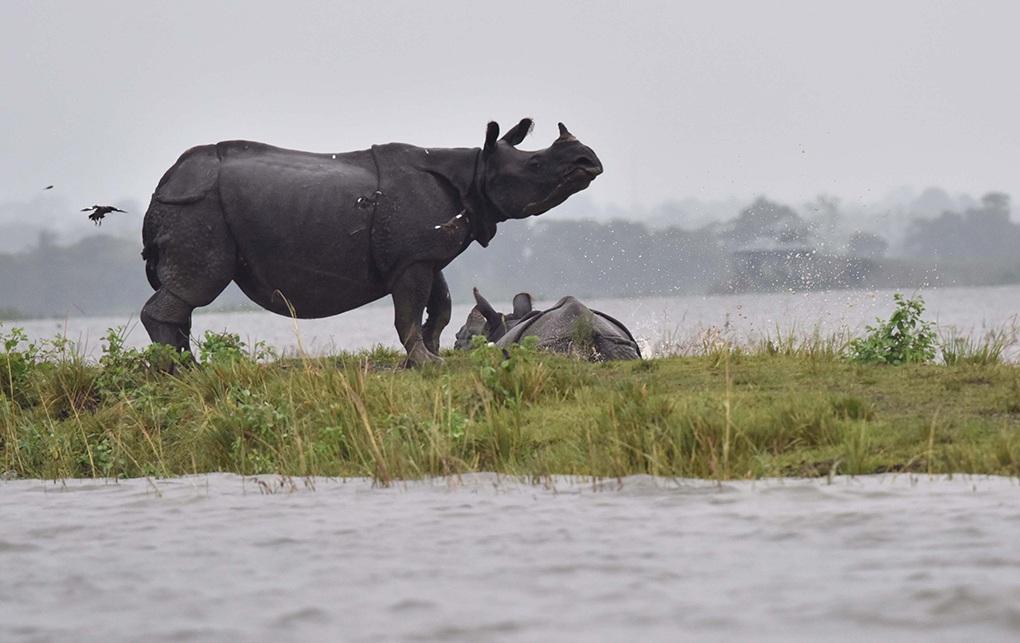 Assam flood threatens Rhinos